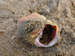 Amphibola crenata
