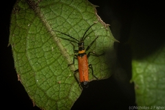 Chauliognathus atricornis