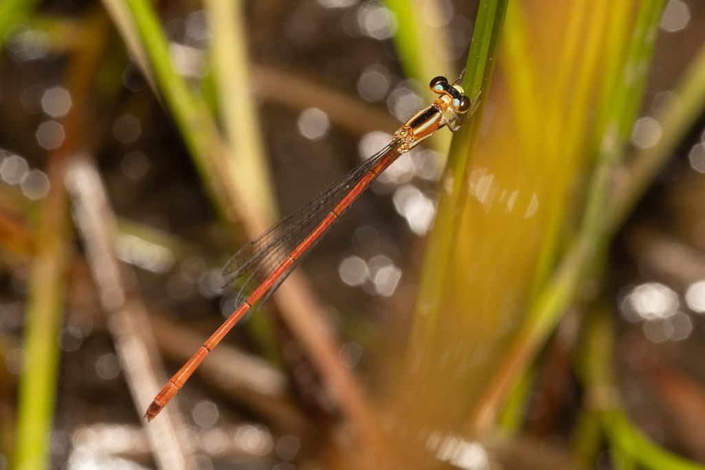 Shadefly Red-tipped Shadefly from Karawatha Forest South on January 11, 2023 at ...