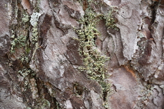 Hypocenomyce scalaris