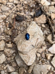 Chrysolina coerulans