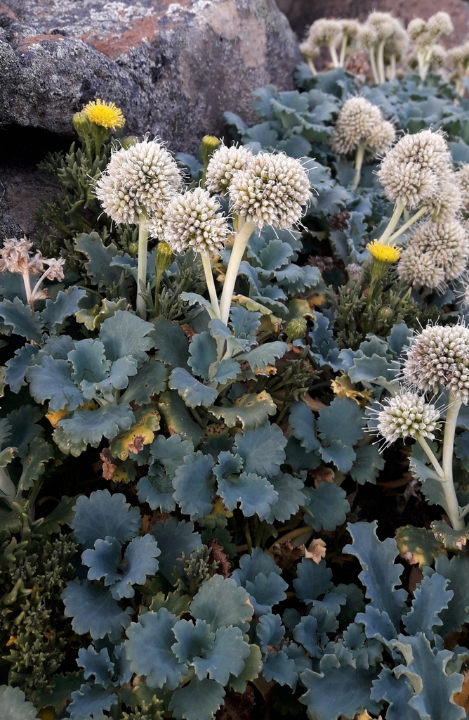 Moschopsis ameghinoi
