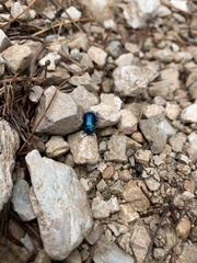 Chrysolina coerulans