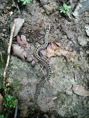 Crotalus triseriatus