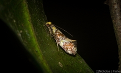 Monopis chrysogramma