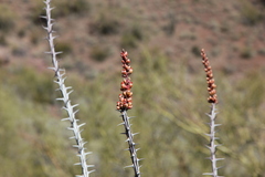 Fouquieria splendens