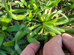 Plagiobothrys arizonicus