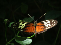 Heliconius hecale