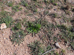 Plagiobothrys arizonicus