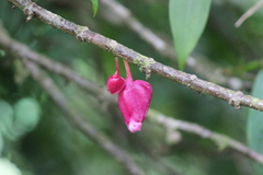 Drymonia conchocalyx