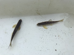 Salmo salar