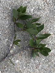 Cliftonia monophylla