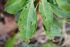 Mycosphaerella colorata