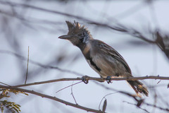 Sakesphorus canadensis