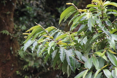 Myiodynastes hemichrysus