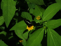 Castilia