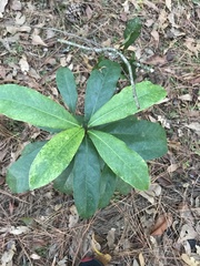 Magnolia grandiflora
