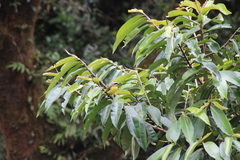 Myiodynastes hemichrysus