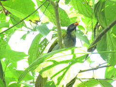 Saltator atriceps