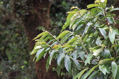 Myiodynastes hemichrysus