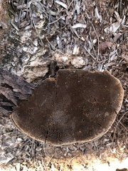 Phellinus