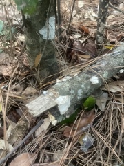 Cryptothecia striata