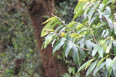 Myiodynastes hemichrysus