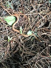 Storeria storerioides