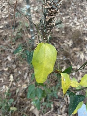 Smilax smallii