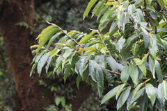 Myiodynastes hemichrysus