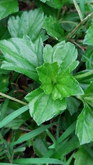 Sphagneticola trilobata