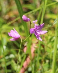 Calopogon tuberosus