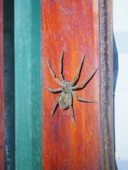 Cupiennius coccineus