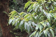 Myiodynastes hemichrysus