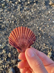 Leopecten diegensis