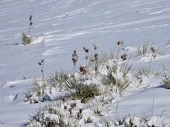 Yucca glauca
