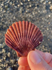 Leopecten diegensis