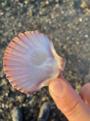 Leopecten diegensis