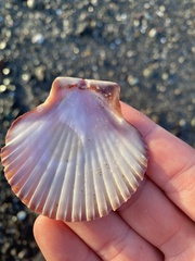 Leopecten diegensis