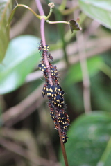 Oncopeltus varicolor varicolor
