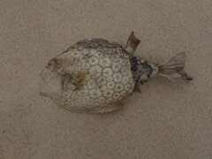 Anoplocapros inermis