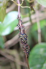 Oncopeltus varicolor varicolor