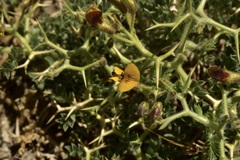 Adesmia hemisphaerica