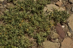 Adesmia hemisphaerica