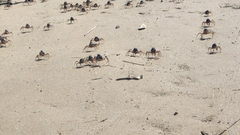 Mictyris longicarpus