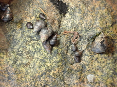 Austrolittorina cincta