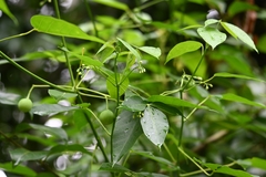 Euphorbiaceae