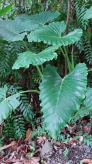 Alocasia macrorrhizos