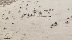 Mictyris longicarpus