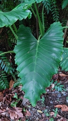 Alocasia macrorrhizos